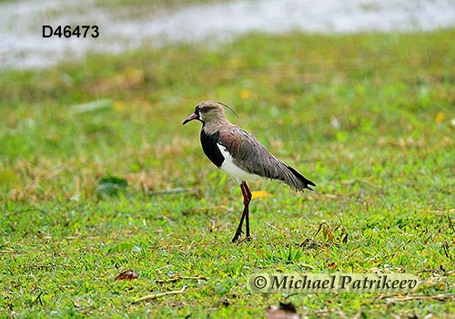 Southern Lapwing (Vanellus chilensis)